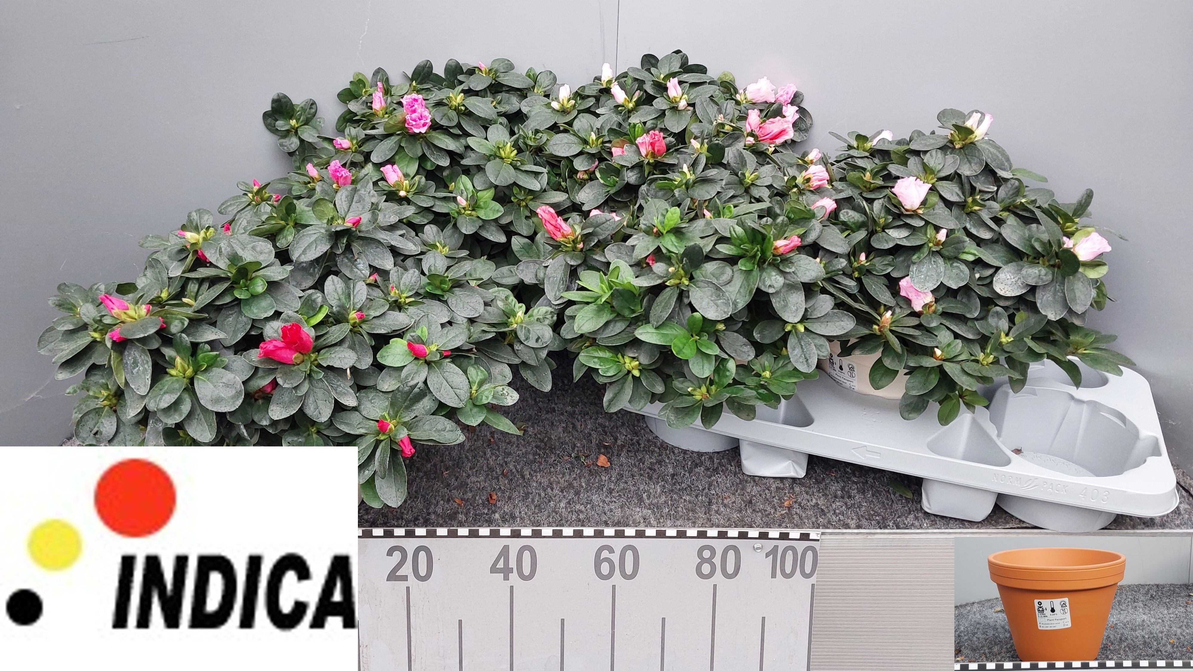 Rhodo Si V Gem 5 Srt 17P 32H 35Ø Cm 22bloei