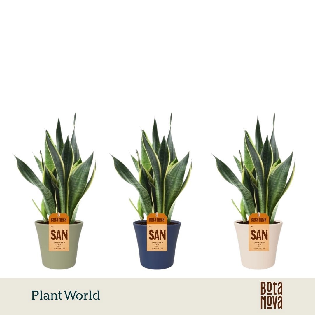 Sansevieria (Superba) in Coco keramiek