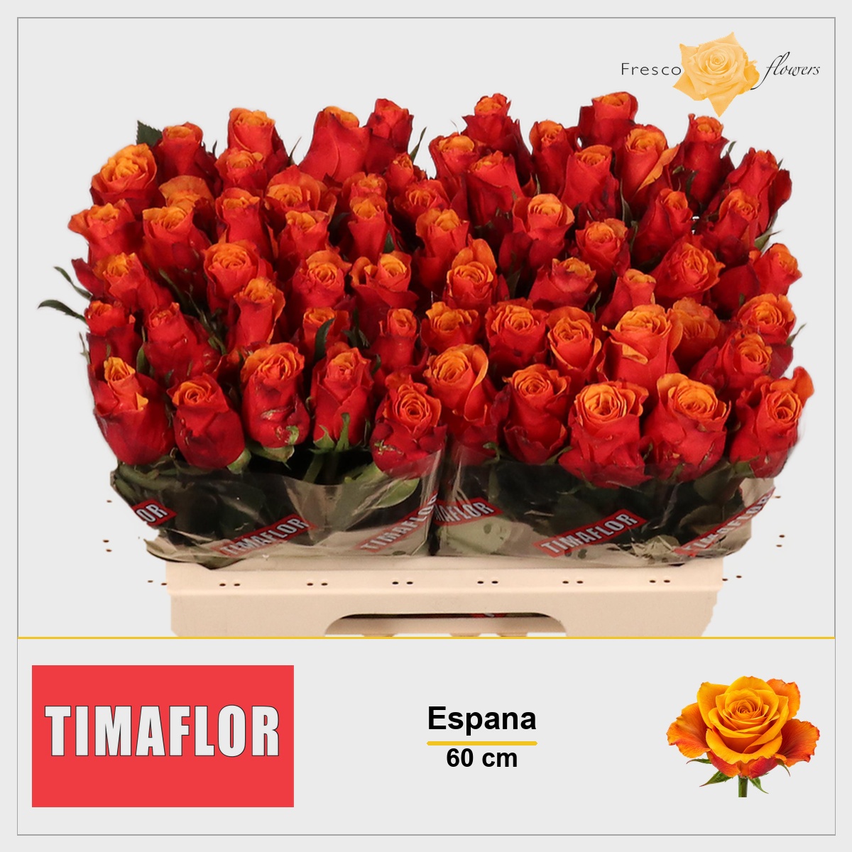 Rosa Espana 60cm