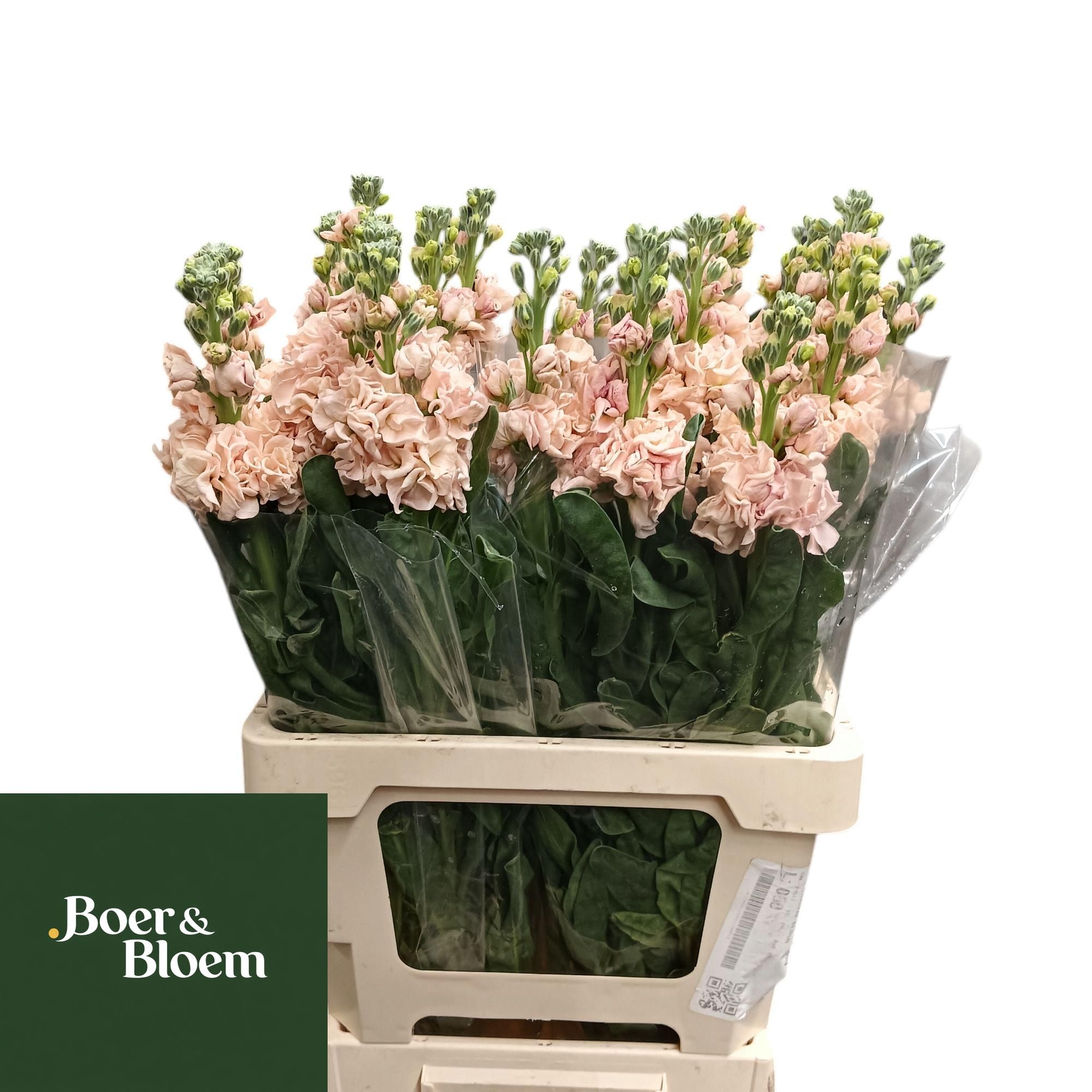 Matthiola Iron Apricot 70cm