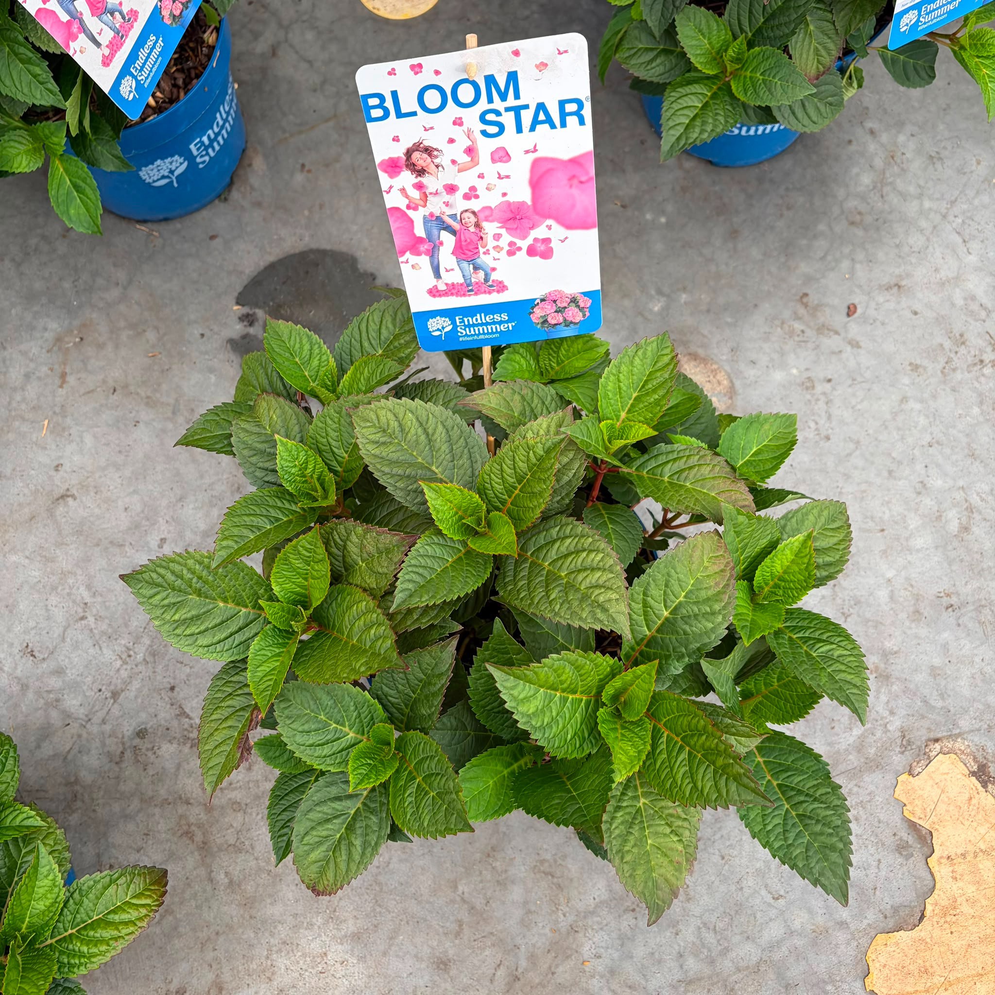Hydrangea macrophylla Endless Summer Bloomstar Pink