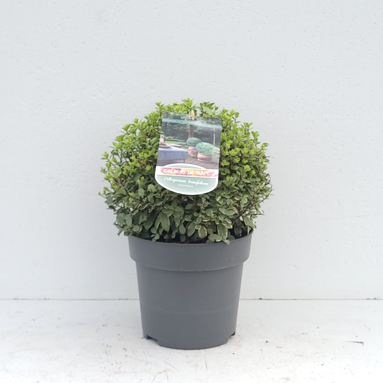 Pittosporum ten. 'Silver Ball' - 'Colours in Shape'