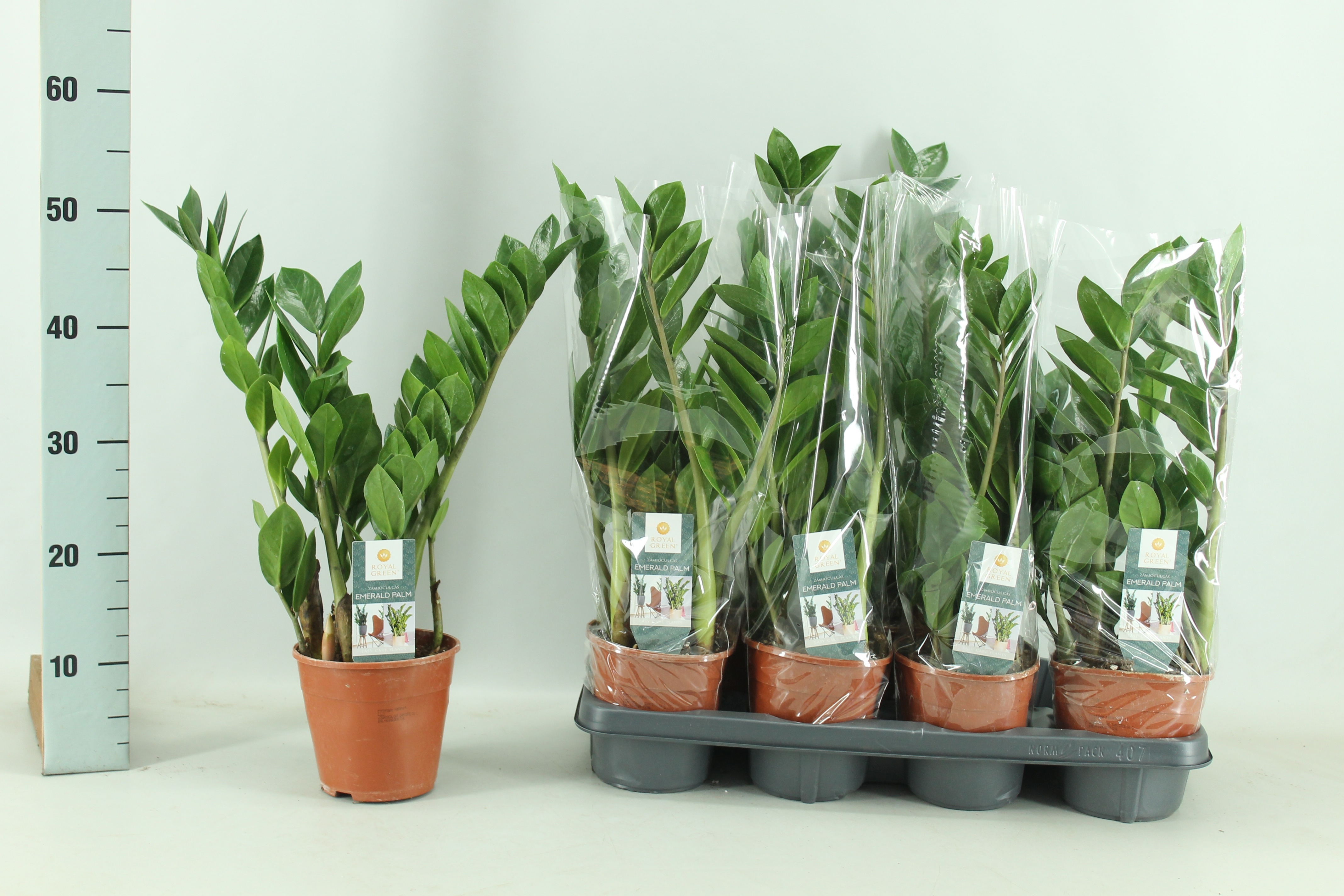 Zamio Zamiifolia 14P 50H 4TAK