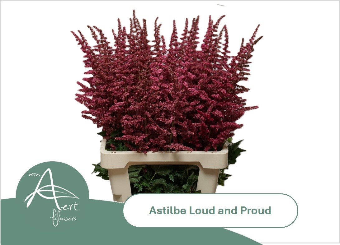 Astil C Loud N Proud
