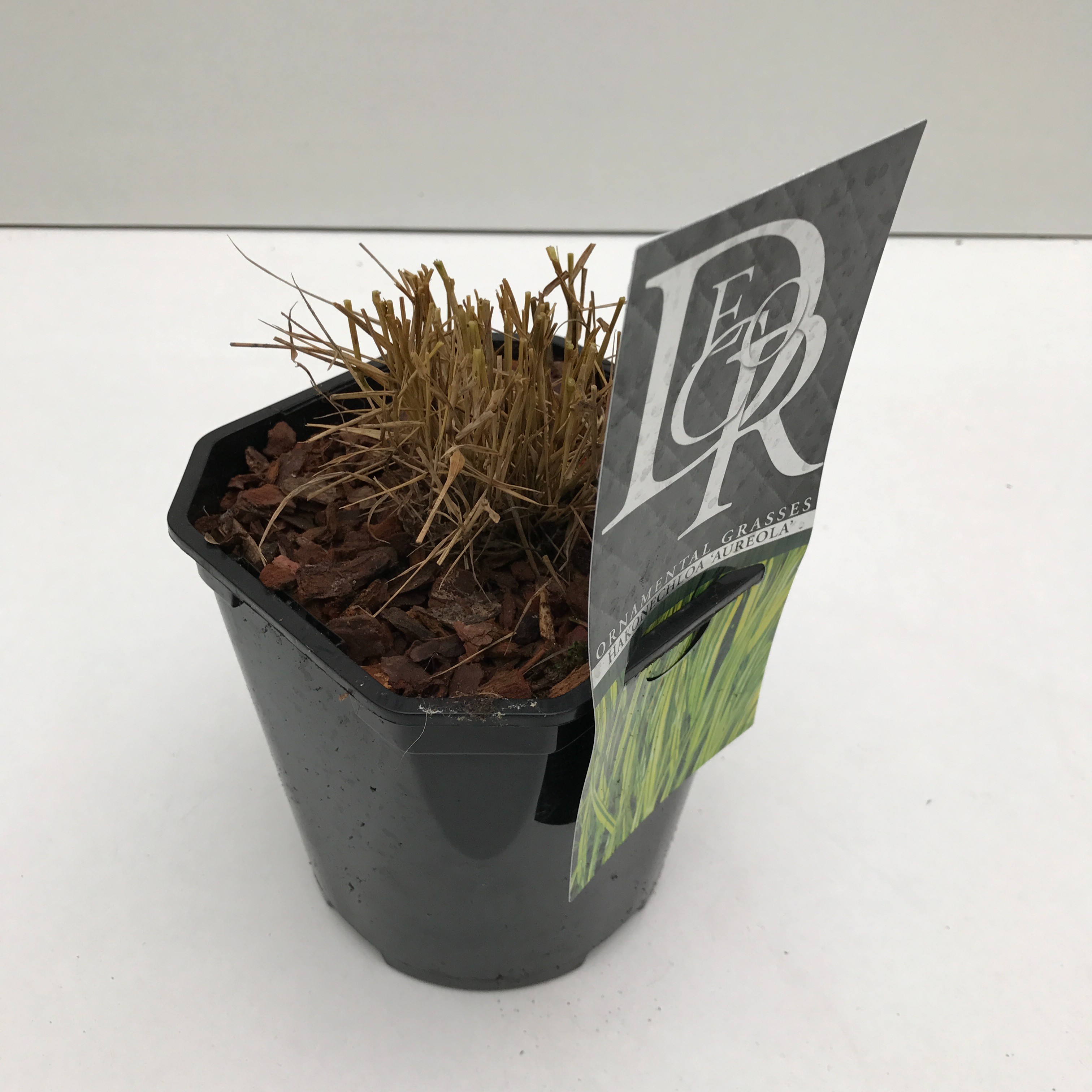 Picture of Hakonechloa macra Aureola P17 (2 Ltr) Square