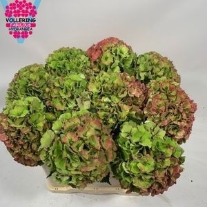 Hydrangea Royal Palace Classic 50cm 22Ø