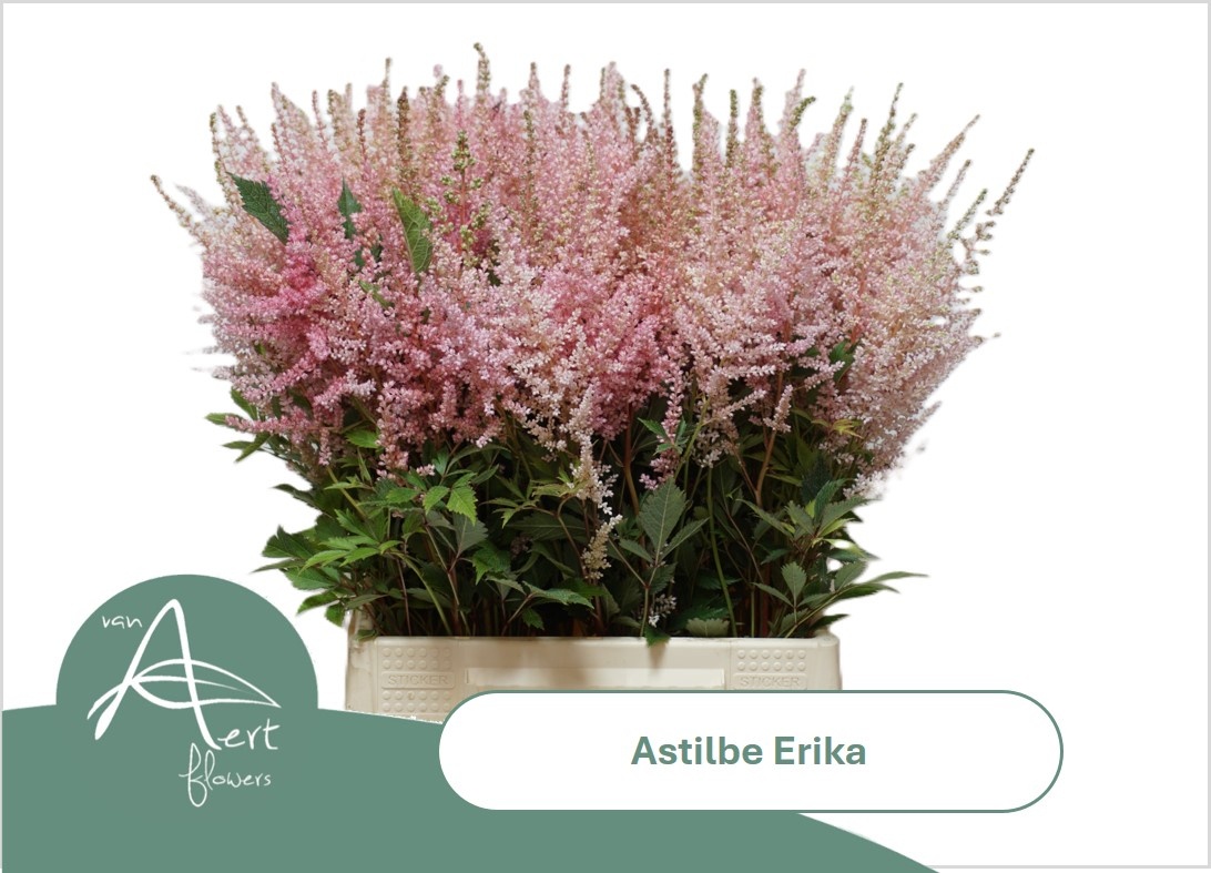 Astil Ar Erika