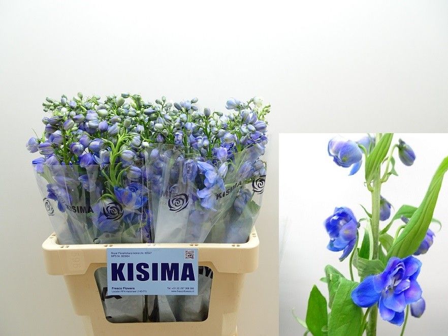 Delphinium El Guard Blue 60cm