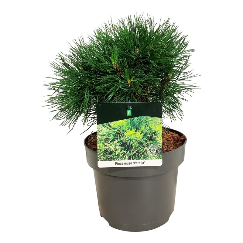 Picture of Pinus mugo 'Varella'