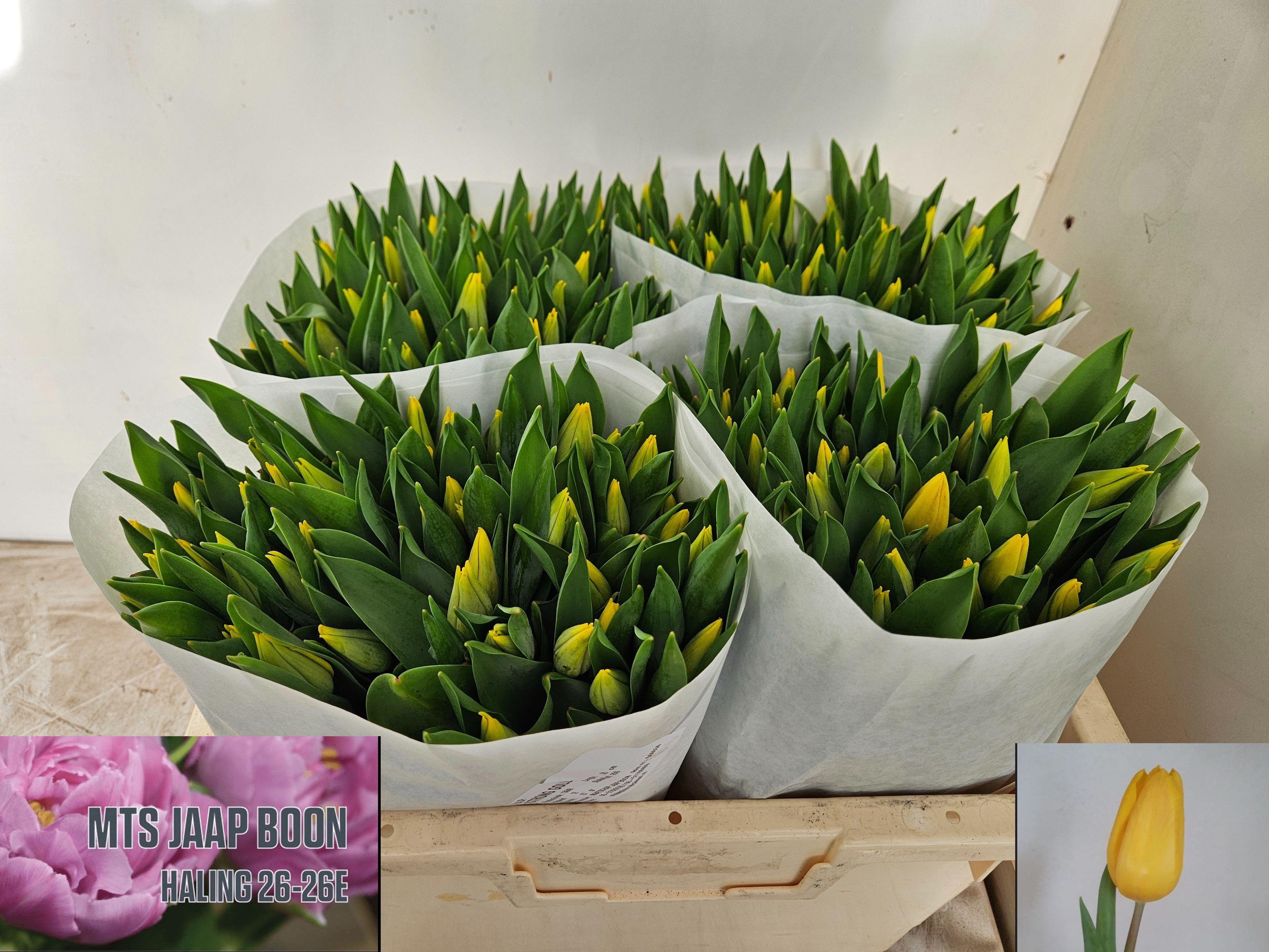 Tulipa Strong Gold 36cm 27gram
