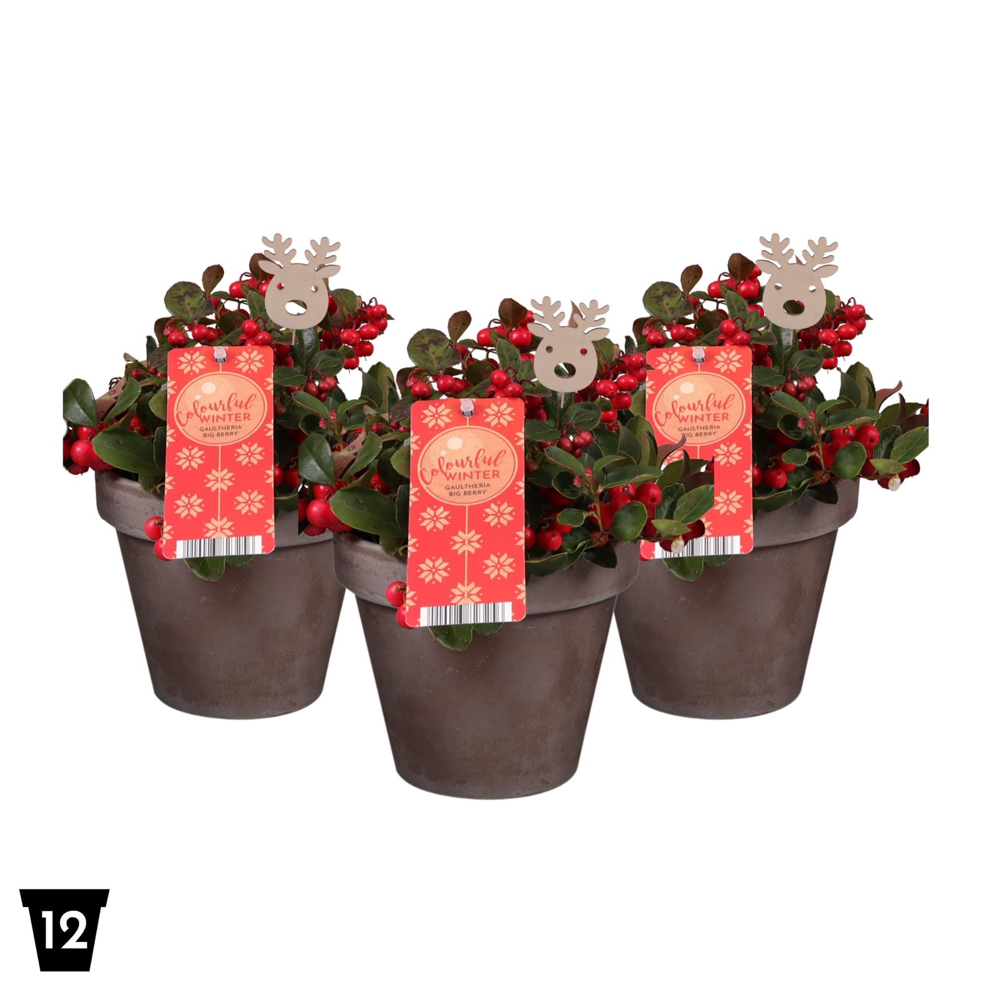 Gaultheria Big Berry, terracotta met rendier bijsteker