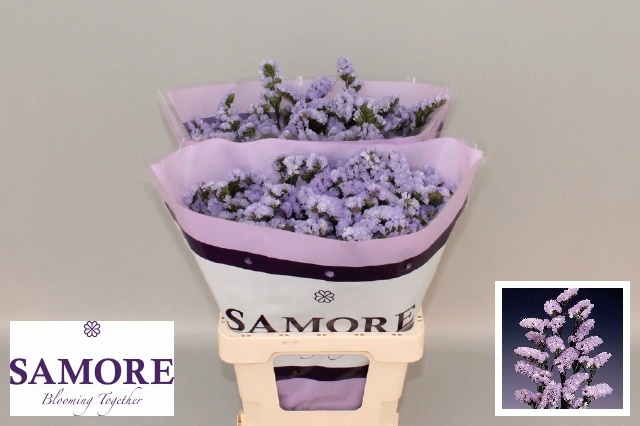 Limonium St Donau Birds 60cm 28gram