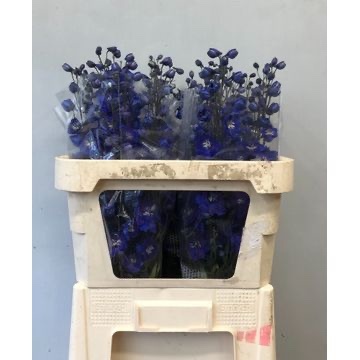 Delphinium El Navy Blue 80cm