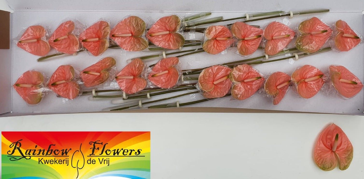 Anthurium Gabriella 9Ø