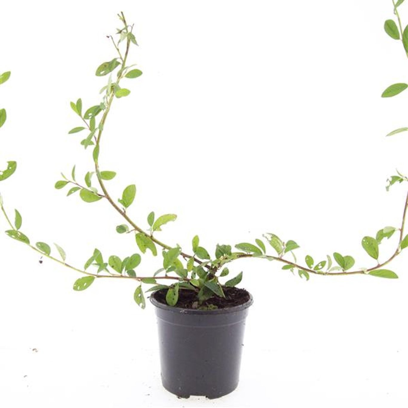 Cotoneaster dammeri 'Schoon'