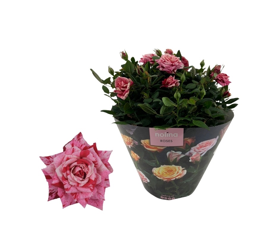 Nolina Roses | Excellent Bowl Special Ganna