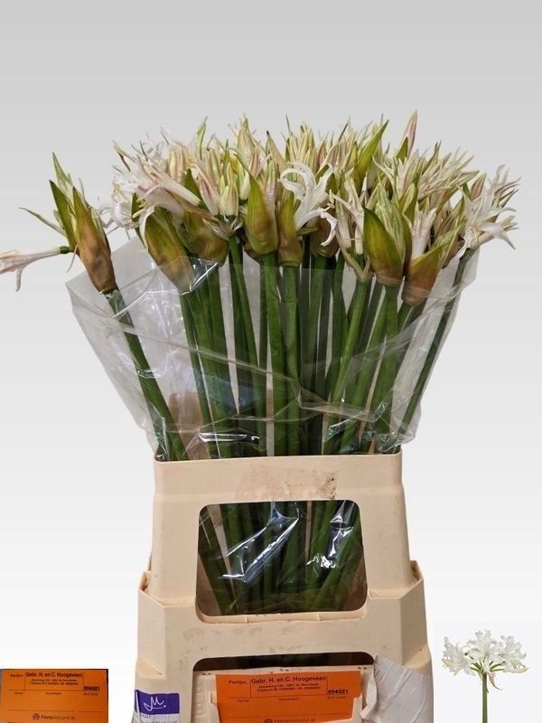 Ne Bo White Tiger 70cm