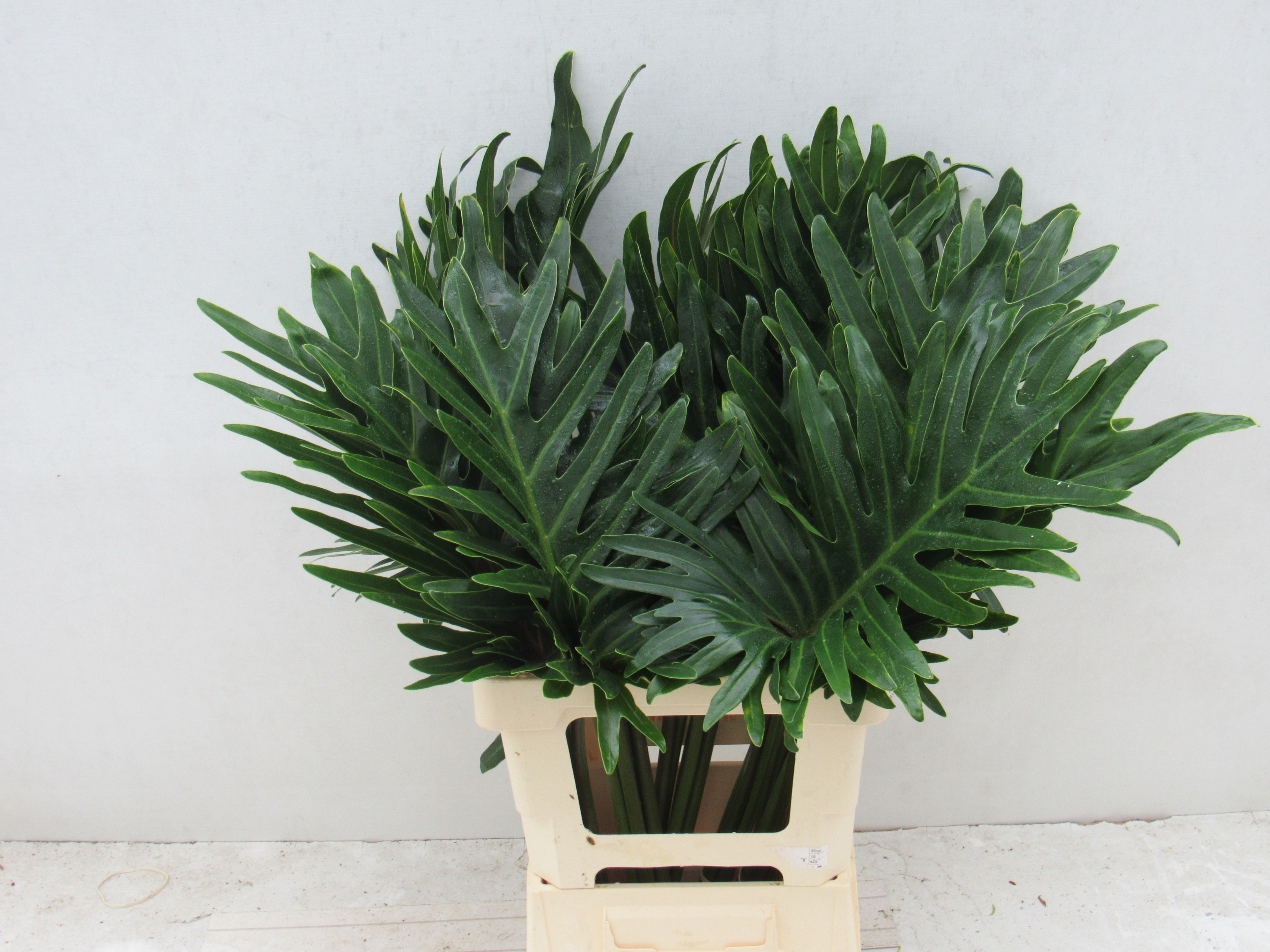 Monstera Xanadu 70cm