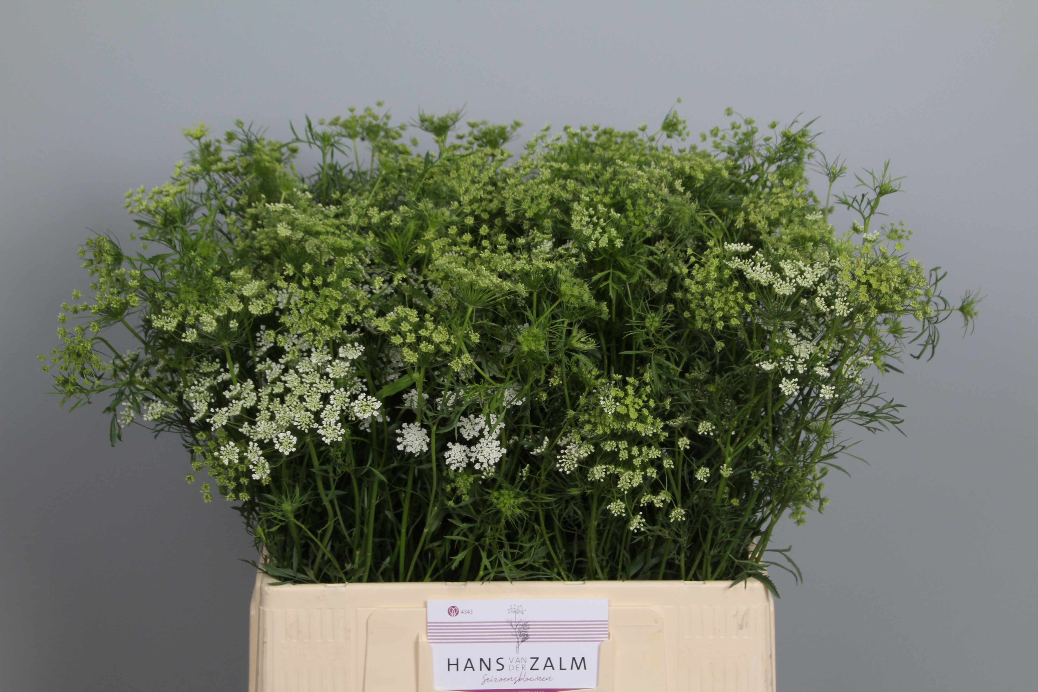 Ammi Majus