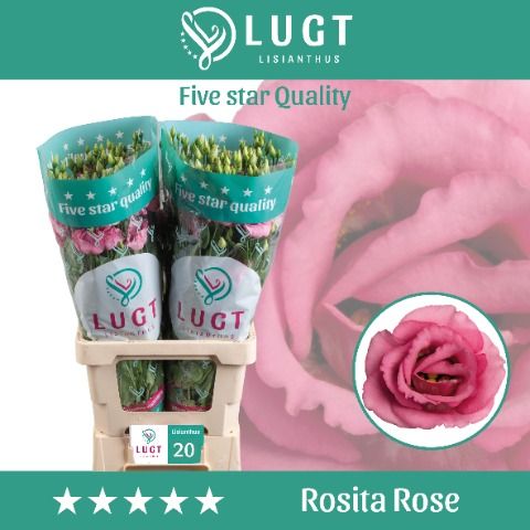Eus G Rosi Rose Pink