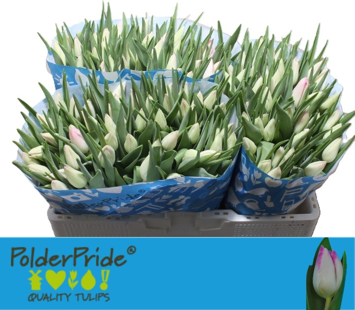 Tulipa Sinfonie 40cm 34gram