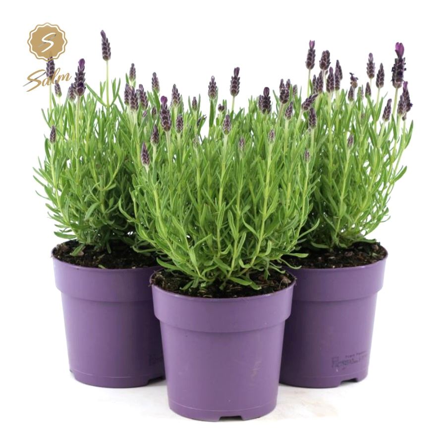 Picture of Lavandula st. 'Anouk'® Collection P12