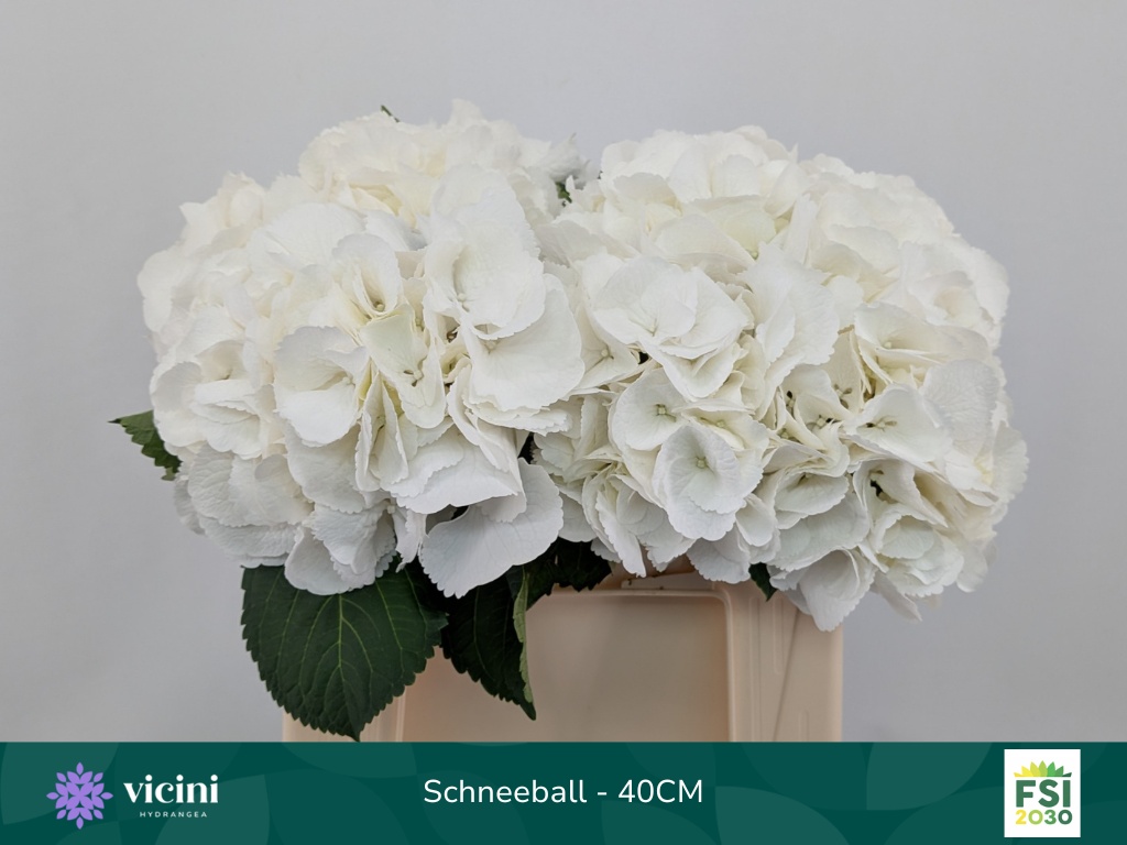 Hydrangea Schneeball 40cm 14Ø