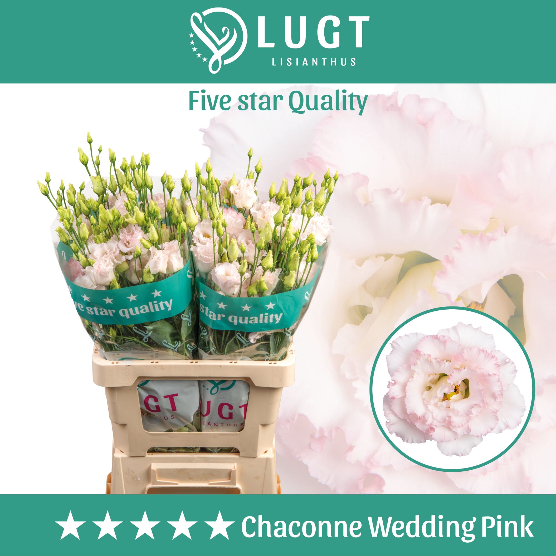 Eus G Chac Wed Pink