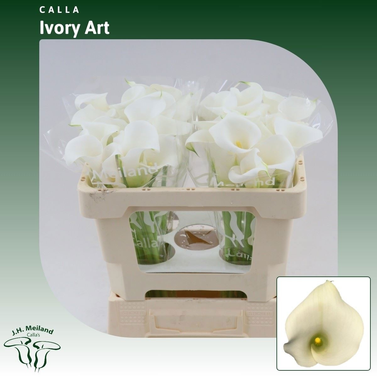Calla Ivory Art 50cm