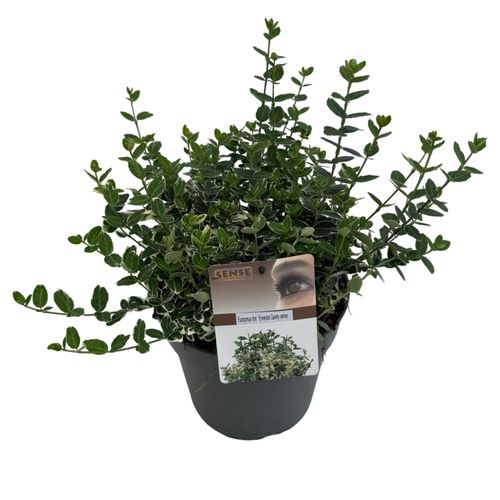Euonymus fort. 'Emerald Gaiety' sense p23 Asra