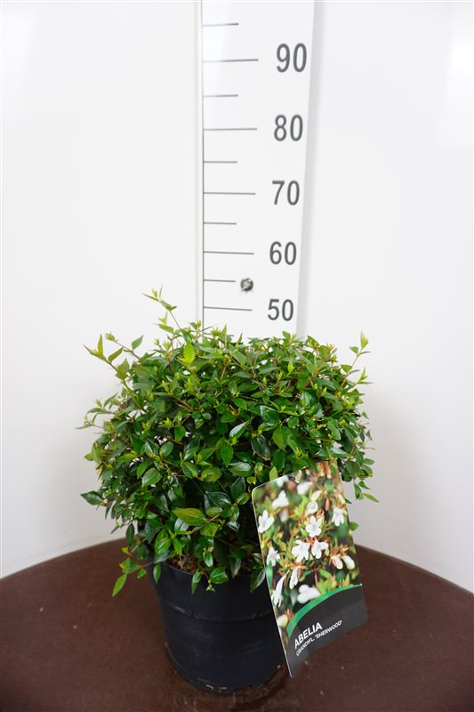 Picture of Abelia grandifl. Sherwood P29 (10 Ltr)