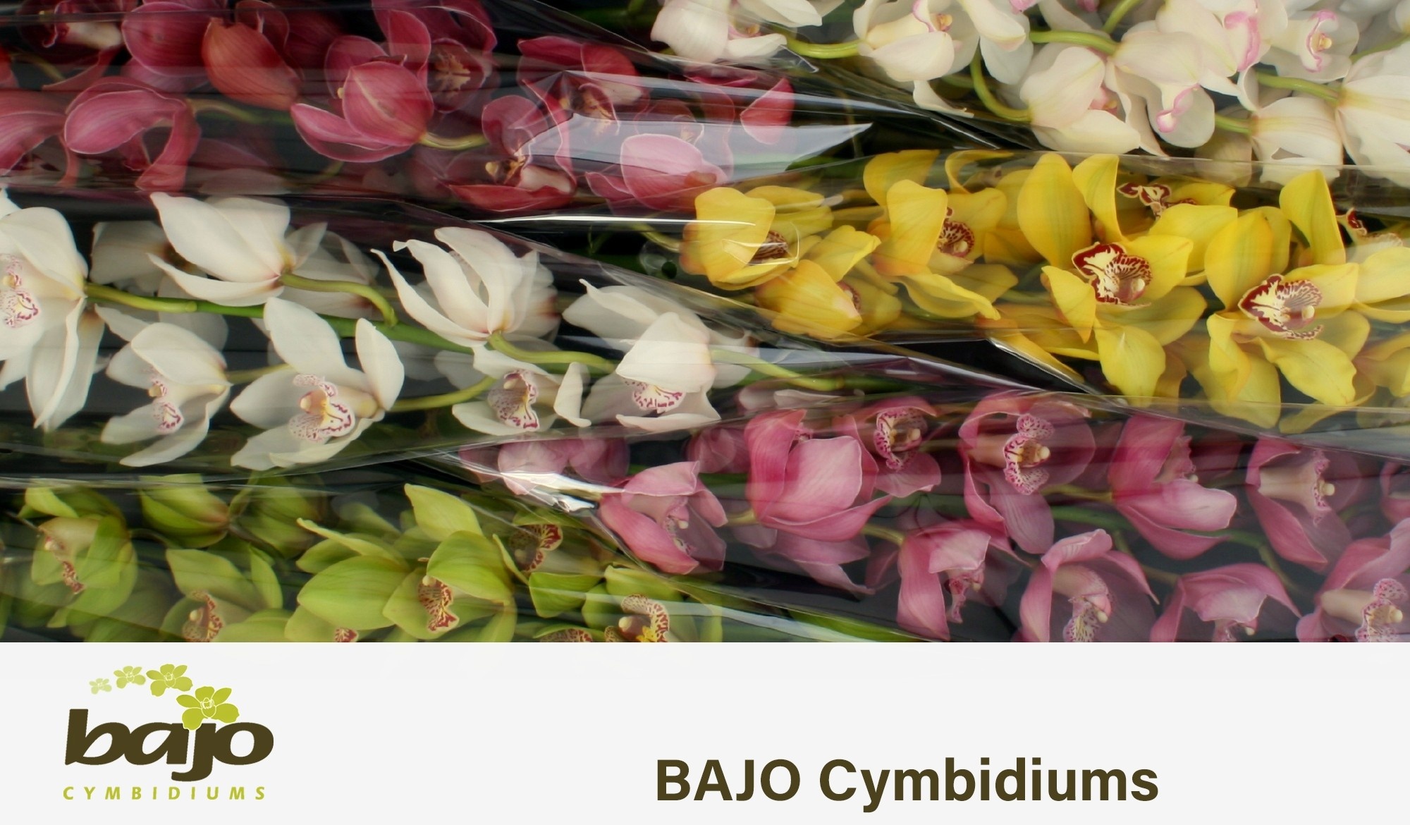 Cymbidium Asst 13bl