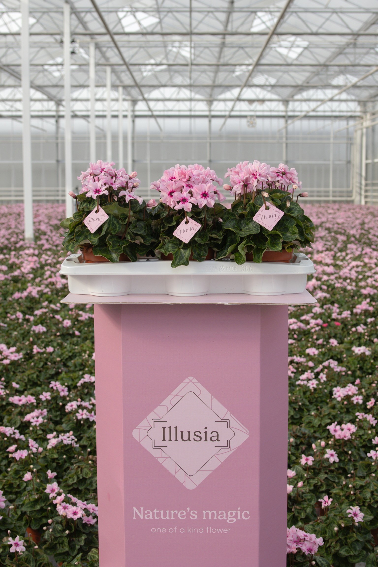 Illusia13cm