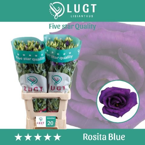 Eus G Rosi Blue