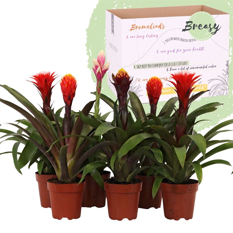 Picture of Guzmania Rockyflower P12 45cm