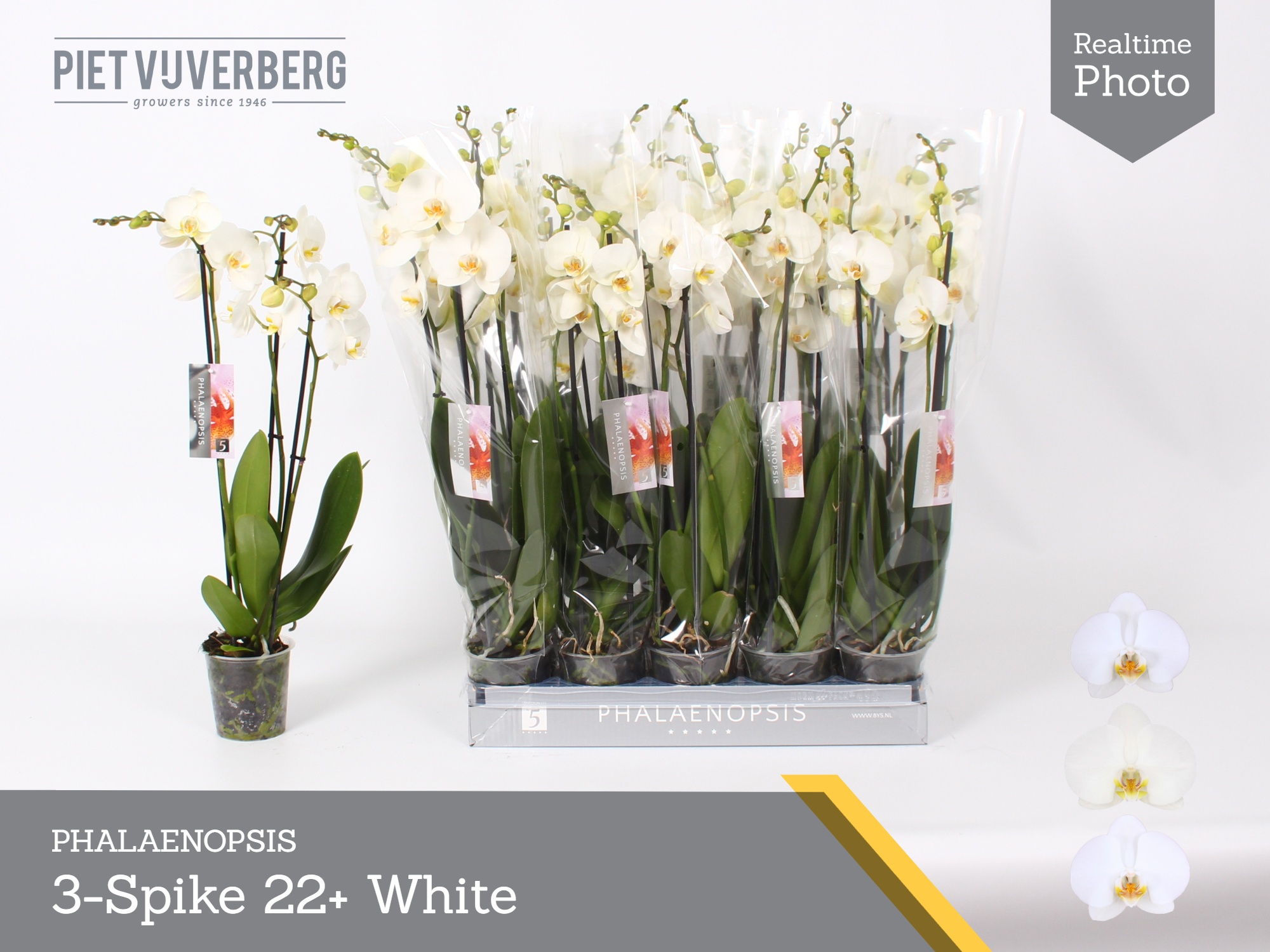 Phalaenopsis White 2 Stem 12Ø 60cm