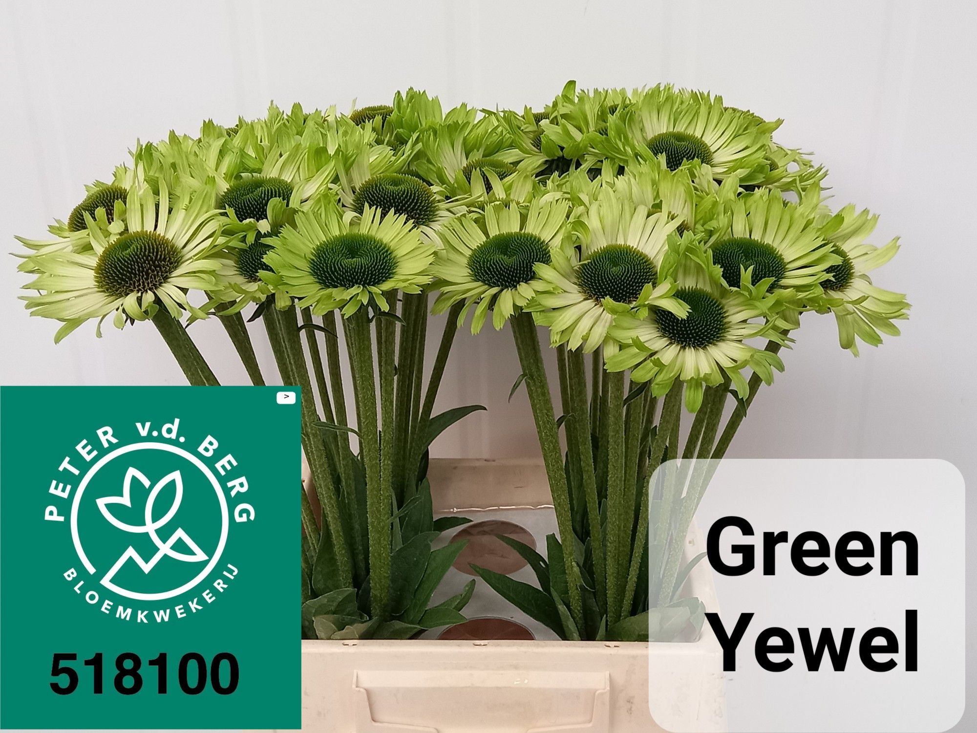 Echi Green Jewel