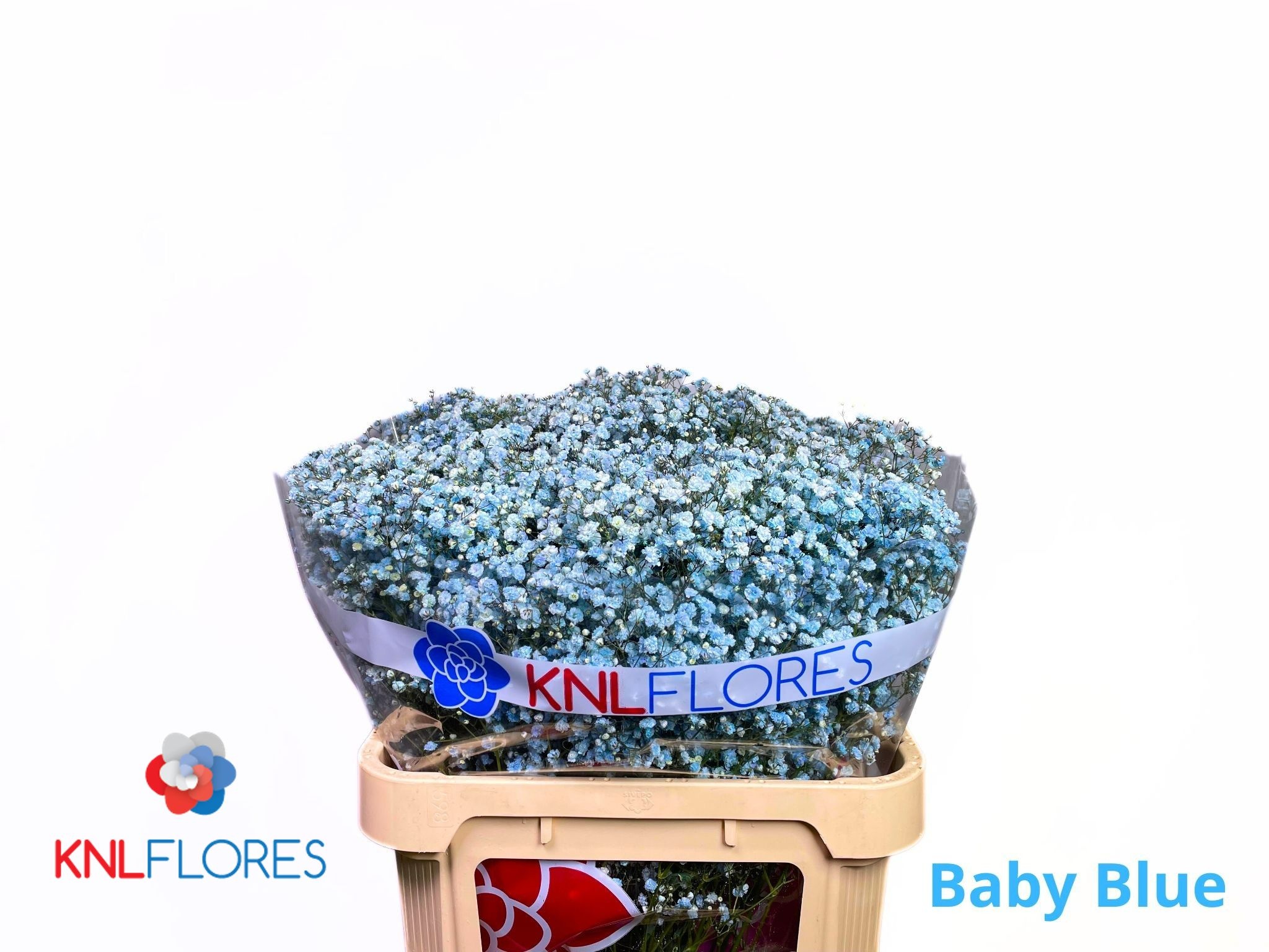 Gypsophila Painted 80cm 40gram