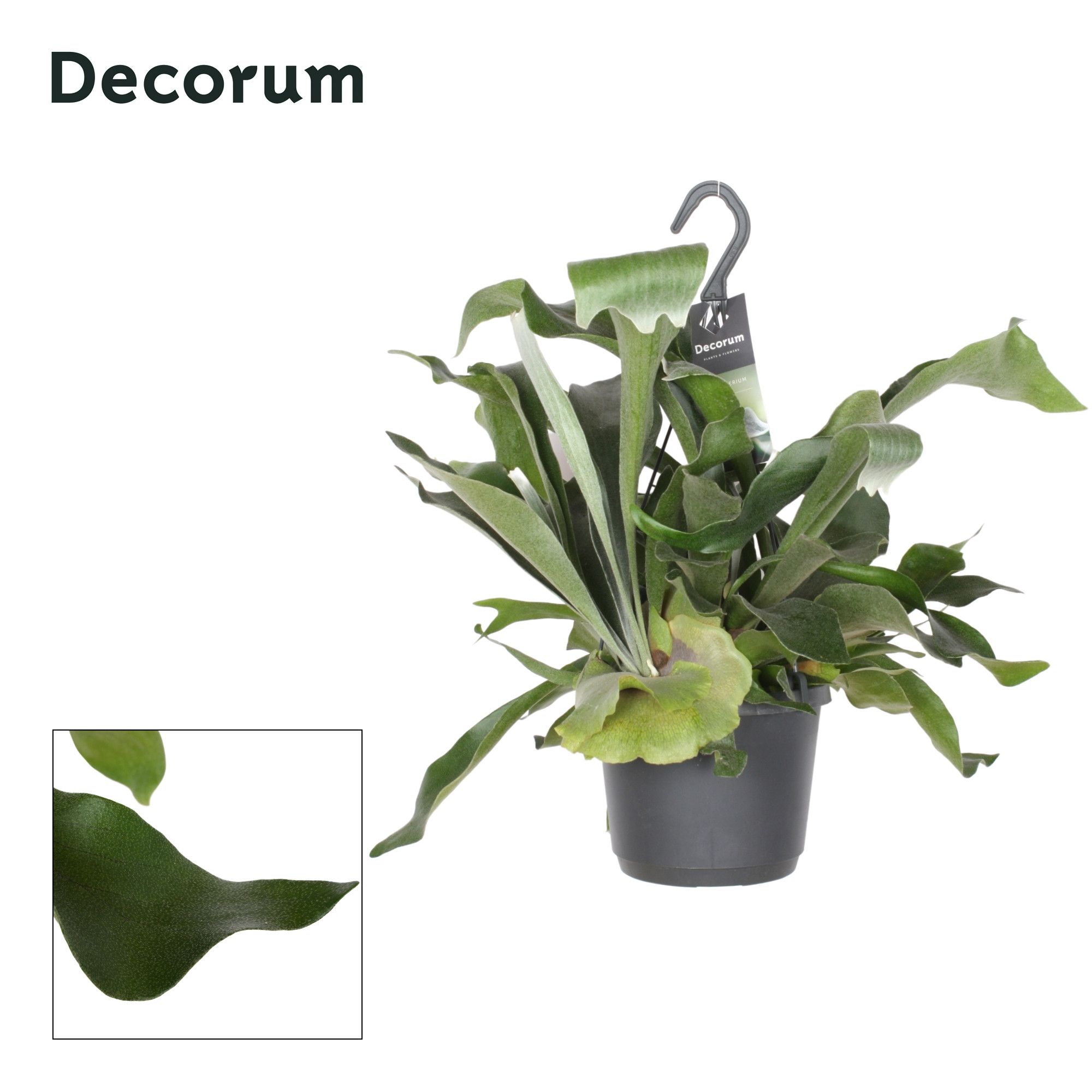 Platycerium【Group-BS】 Platycerium bif. 'Netherlands' PLATYC B NETHERLANDS | Gardenline