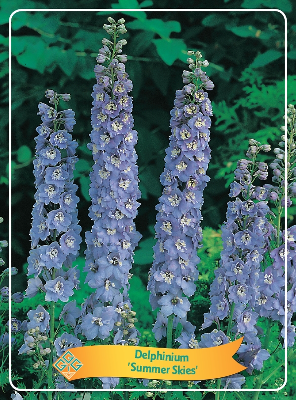 Picture of Delphinium mix 6x10 srt. per shelve P11