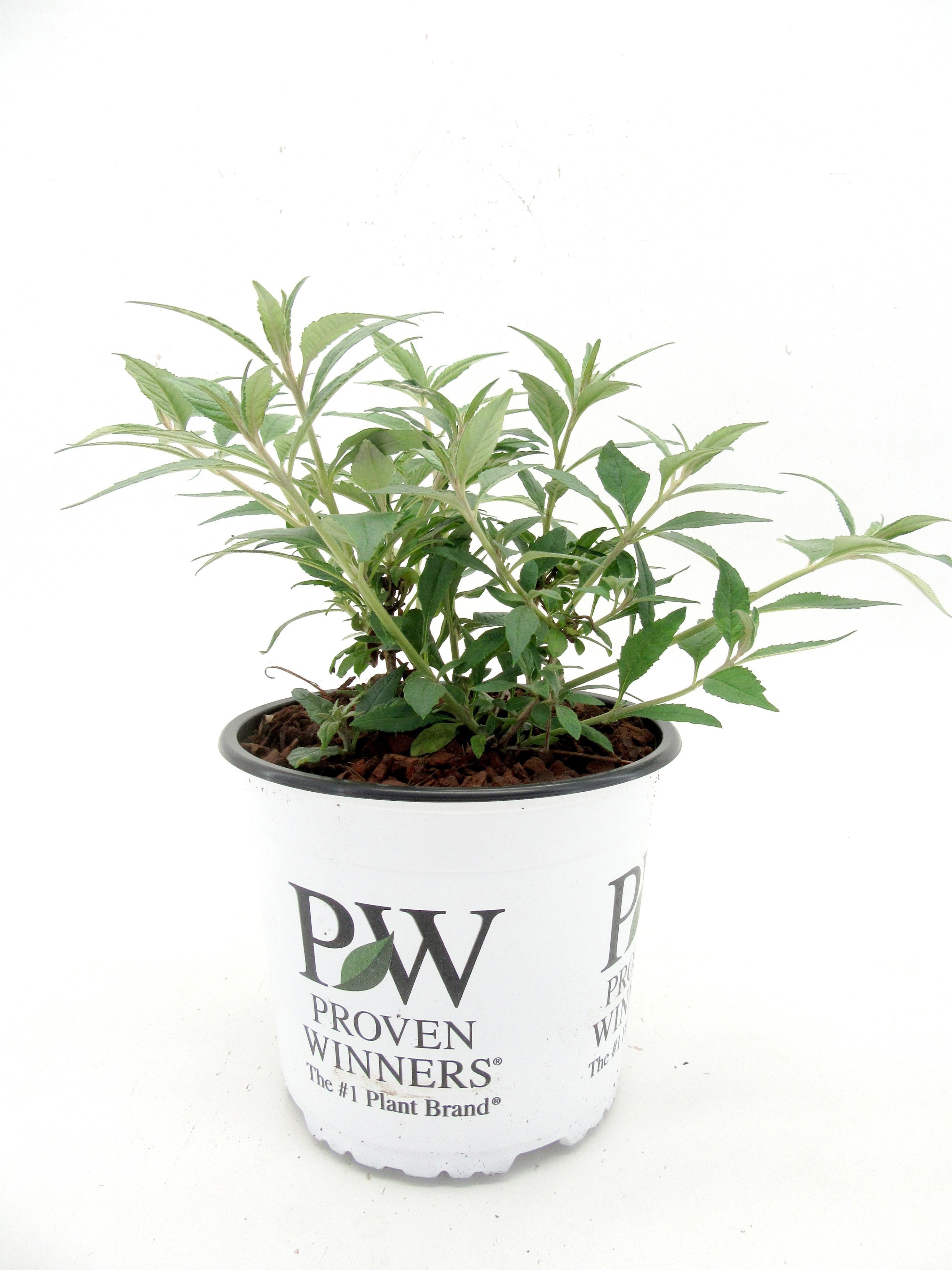 Picture of Buddleja Blue Chip