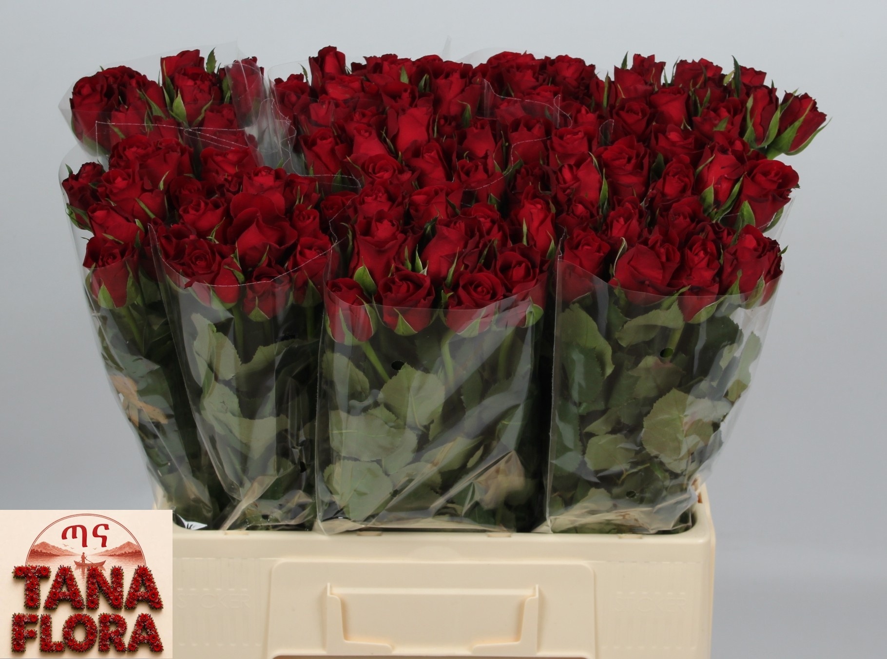 Rosa Furiosa 60cm