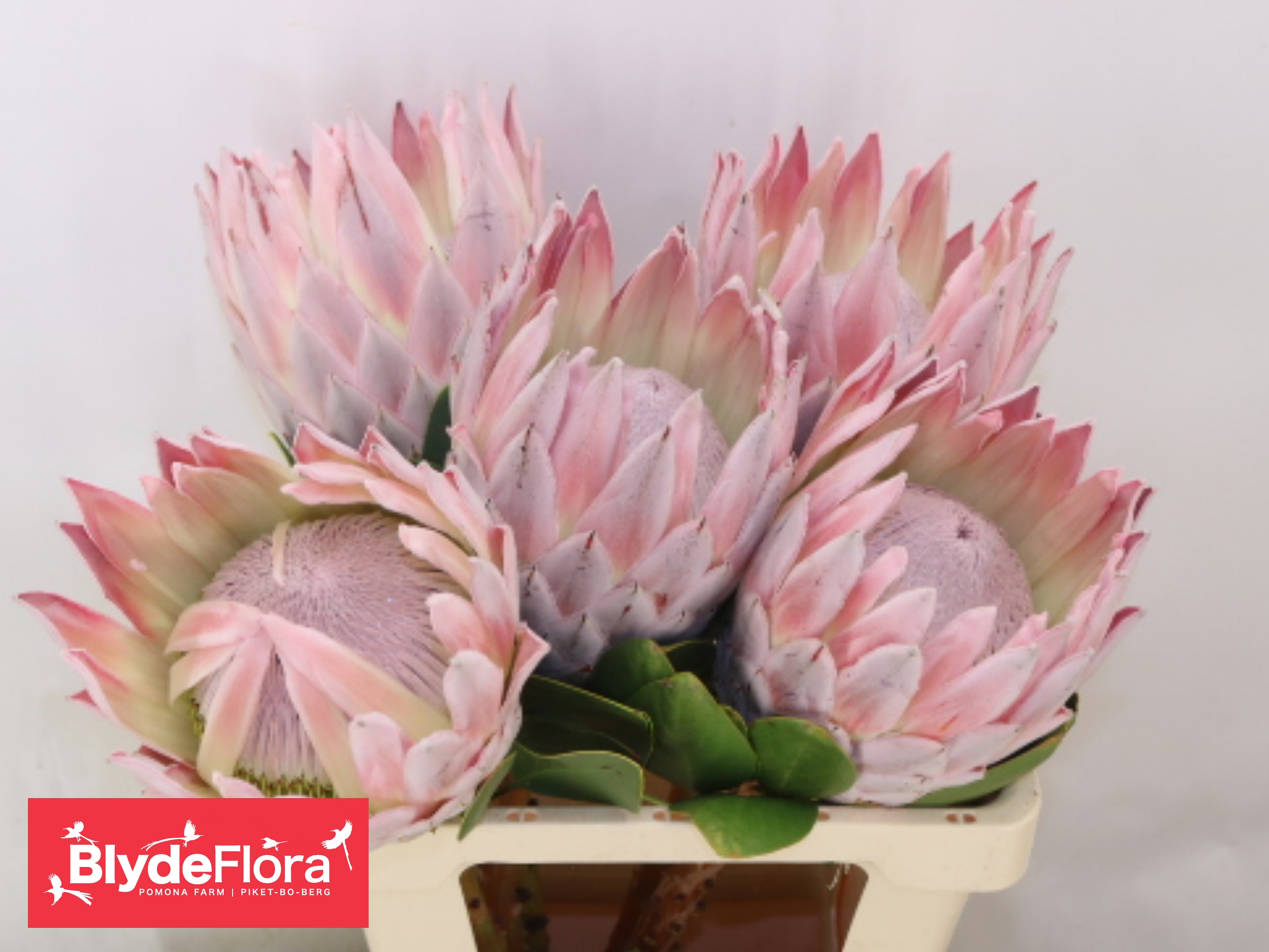Protea Hansol 60cm