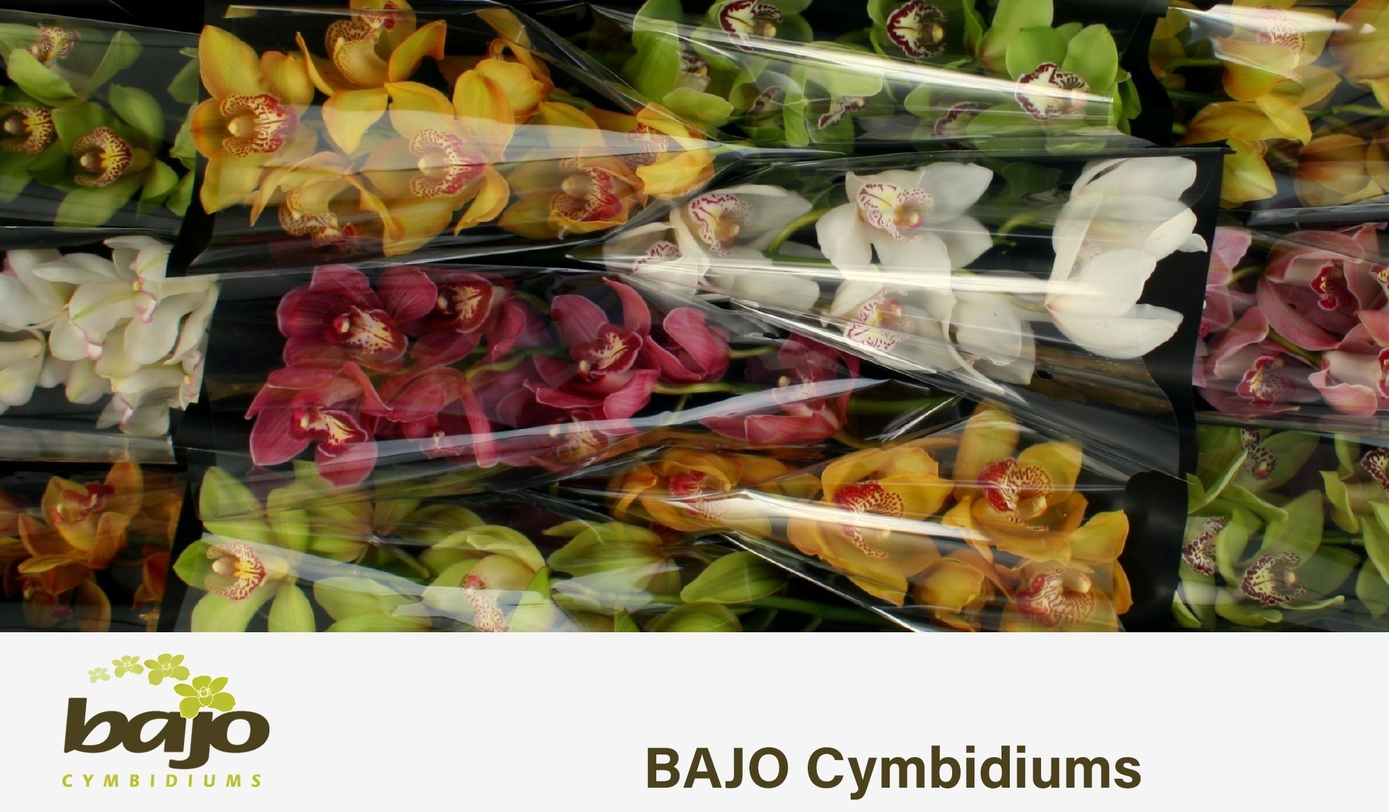 Cymbidium Asst 7bl