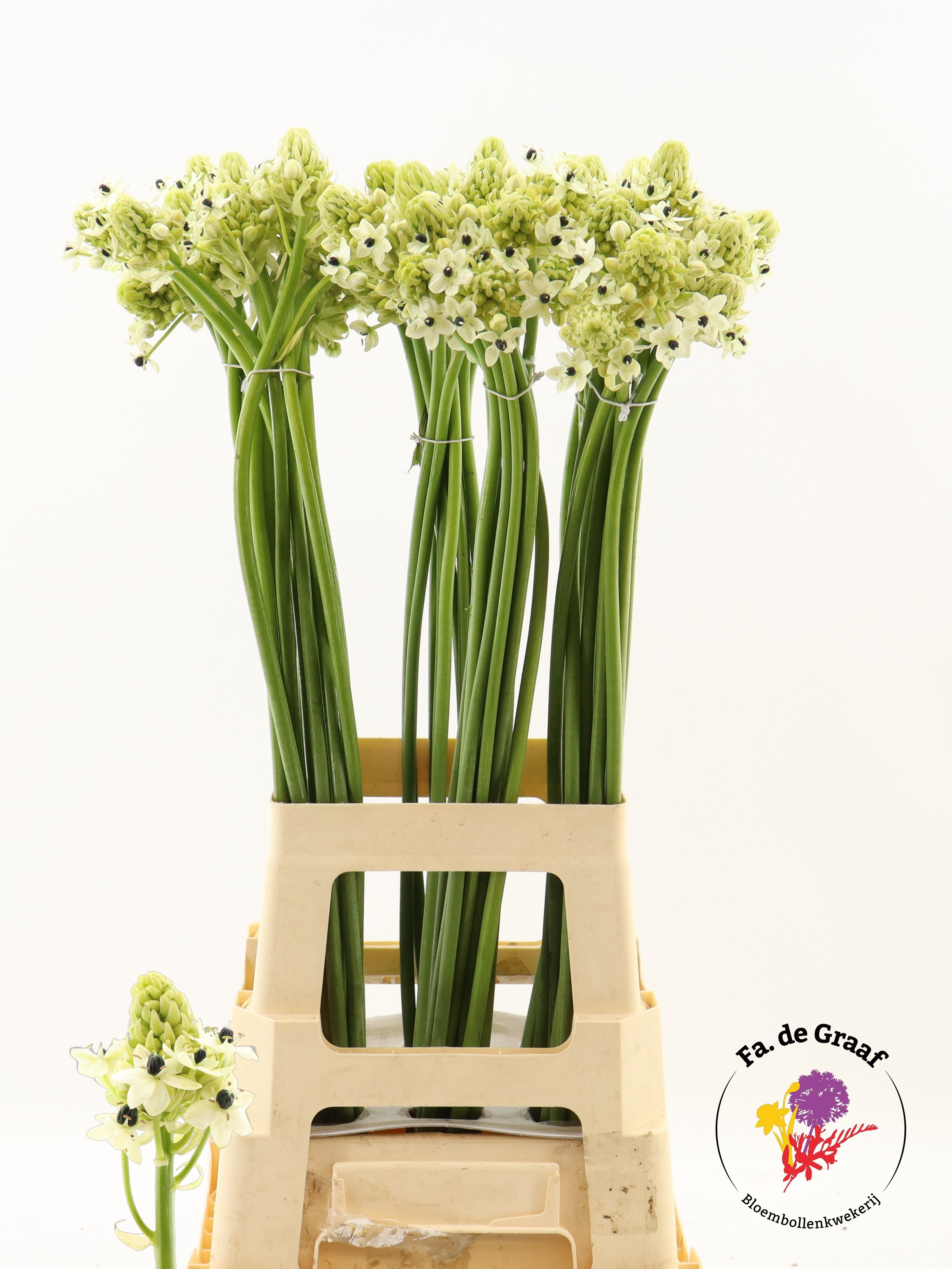 Ornithogalum Arabicum 80cm