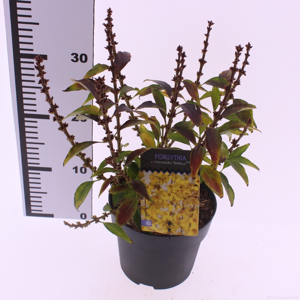 Picture of Forsythia x intermedia 'Nimbus'