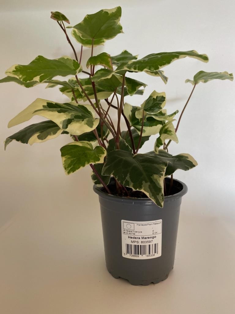 Hedera canariensis 'Gloire de Marengo' | OZ Planten