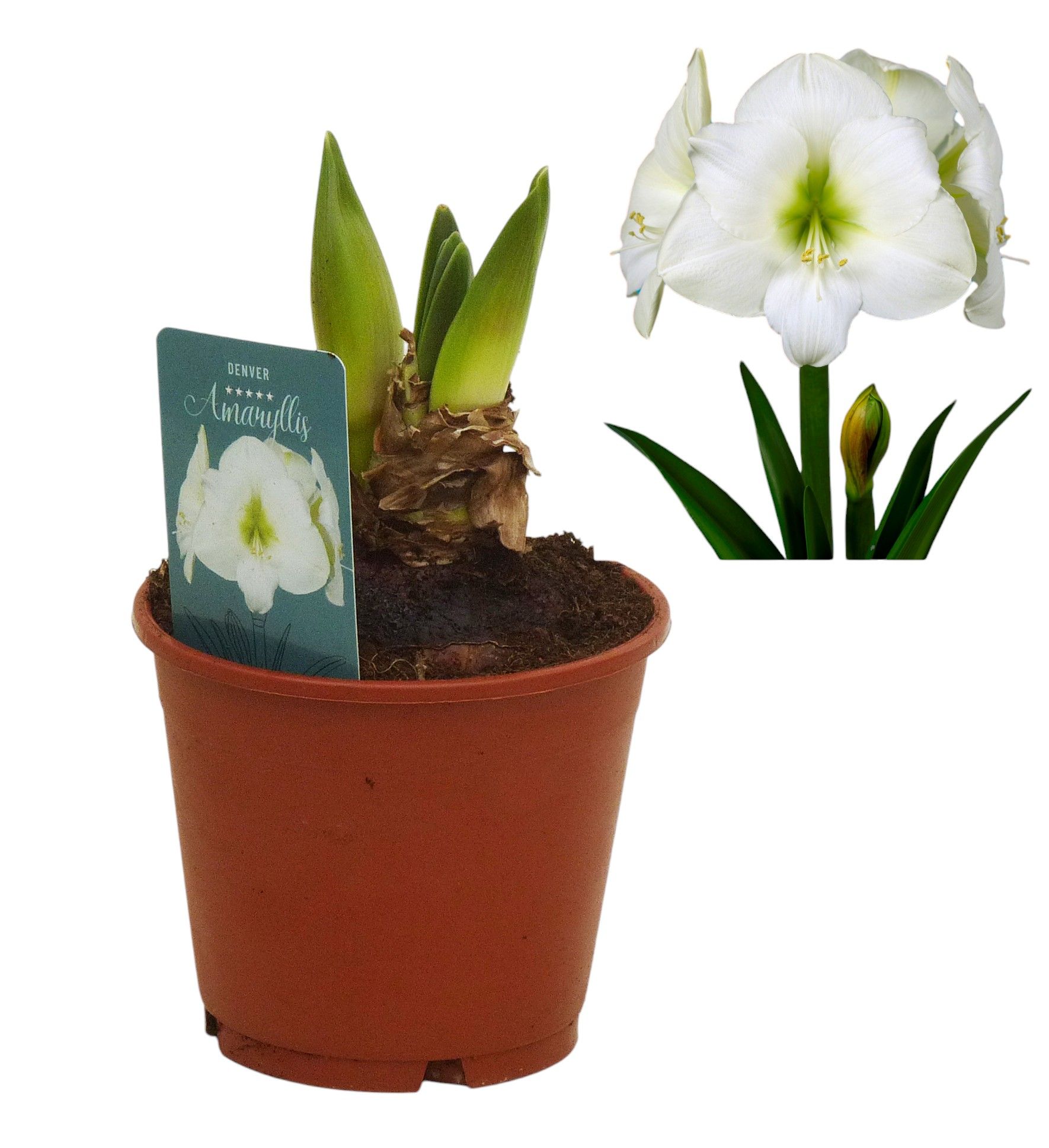 Hippeastrum Denver