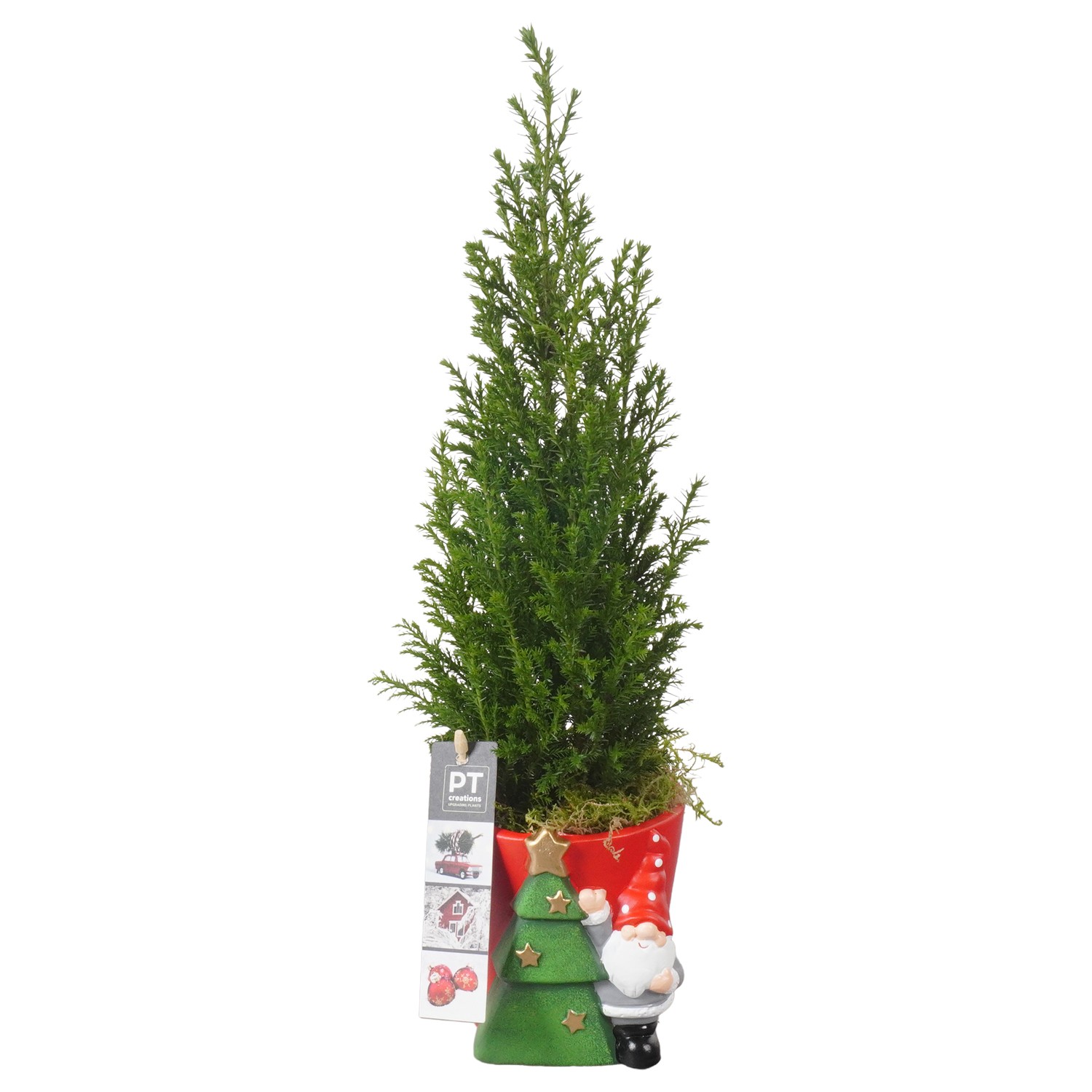 Picture of PTKB9385 Arrangement X-Mas in ceramic pot P11 40CM