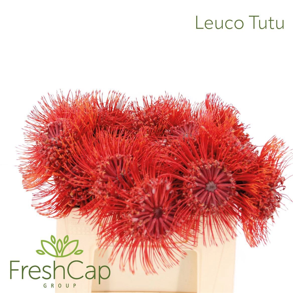 Leucospernum Nut Ito 30cm